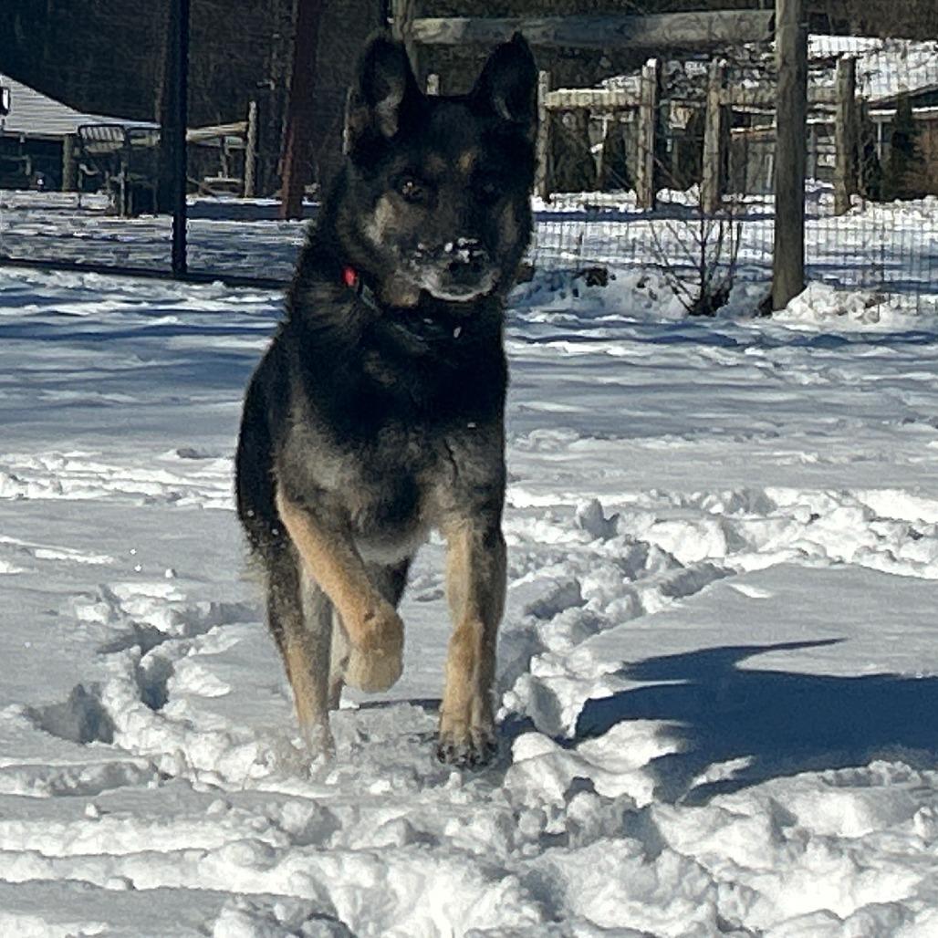Enlarge Eilan (25-457), a Adoptable German Shepherd Dog in New Ringgold, PA image 2/6