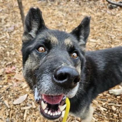 Enlarge Eilan (25-457), a Adoptable German Shepherd Dog in New Ringgold, PA image 3/6