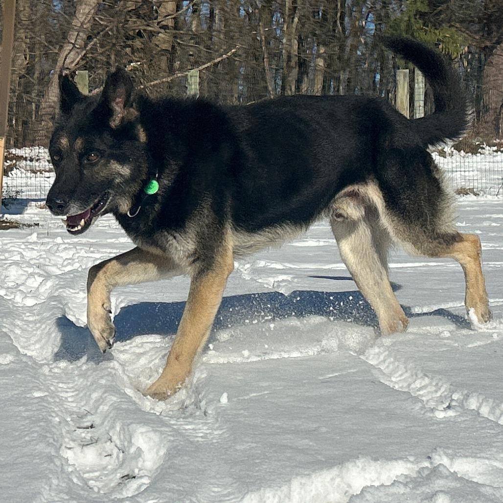 Enlarge Eilan (25-457), a Adoptable German Shepherd Dog in New Ringgold, PA image 4/6