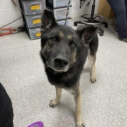 Enlarge Eilan (25-457), a Adoptable German Shepherd Dog in New Ringgold, PA image 5/6