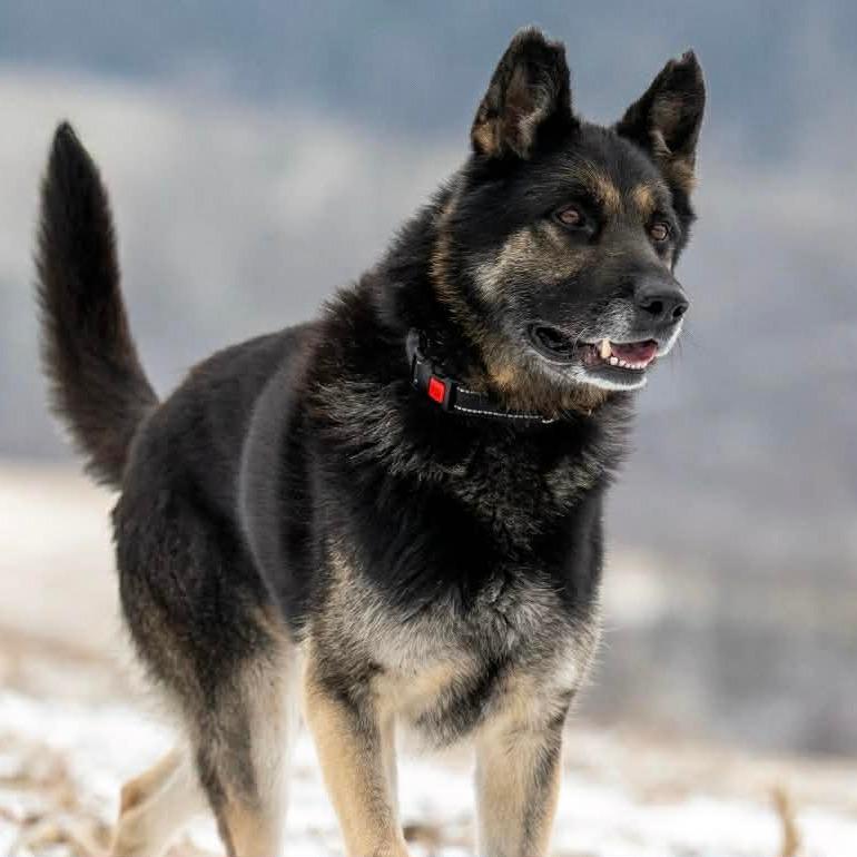 Enlarge Eilan (25-457), a Adoptable German Shepherd Dog in New Ringgold, PA image 6/6