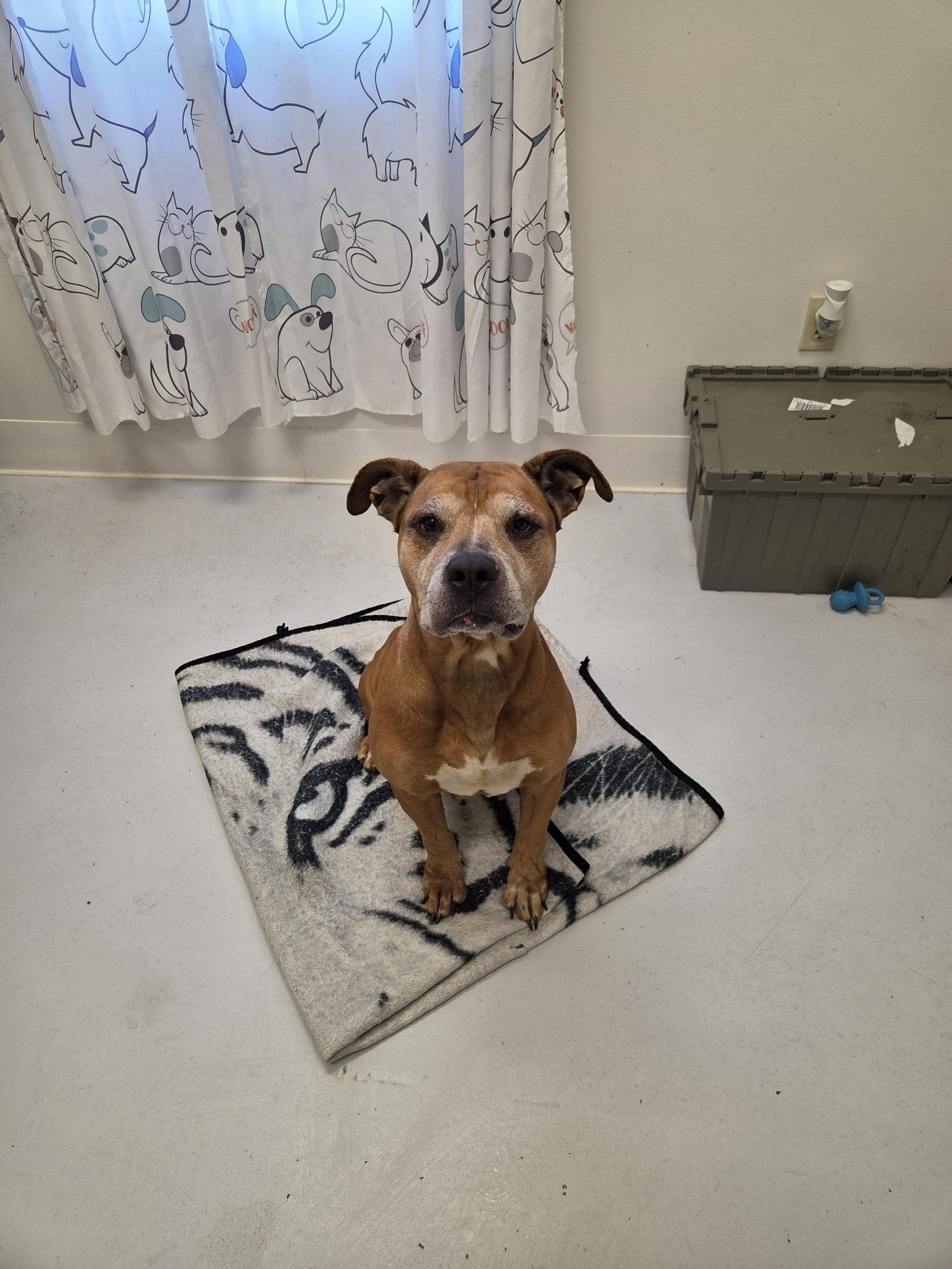 Enlarge Dumpling, a Adoptable mixed breed in Mount Gilead, OH image 1/1