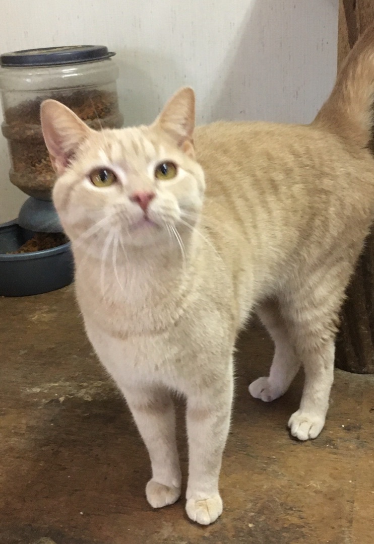 Enlarge Kyle, a Adoptable Domestic Short Hair in Stuart, VA image 1/1