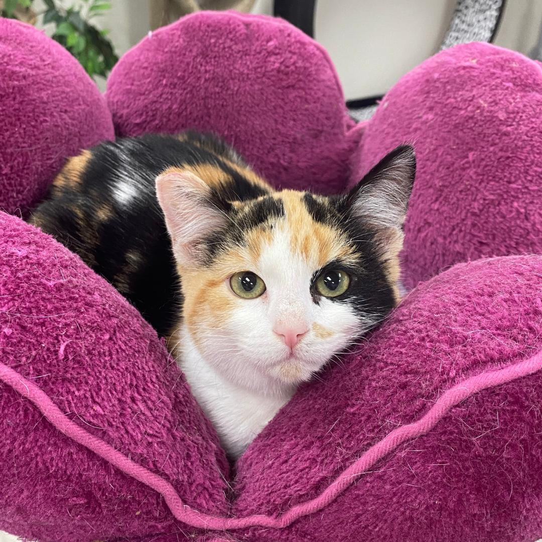 Enlarge Conchetta, an adopted Calico in Morgan Hill, CA image 1/5