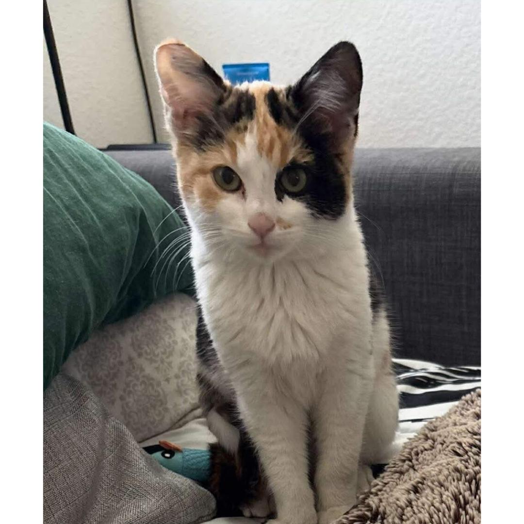 Enlarge Conchetta, an adopted Calico in Morgan Hill, CA image 3/5