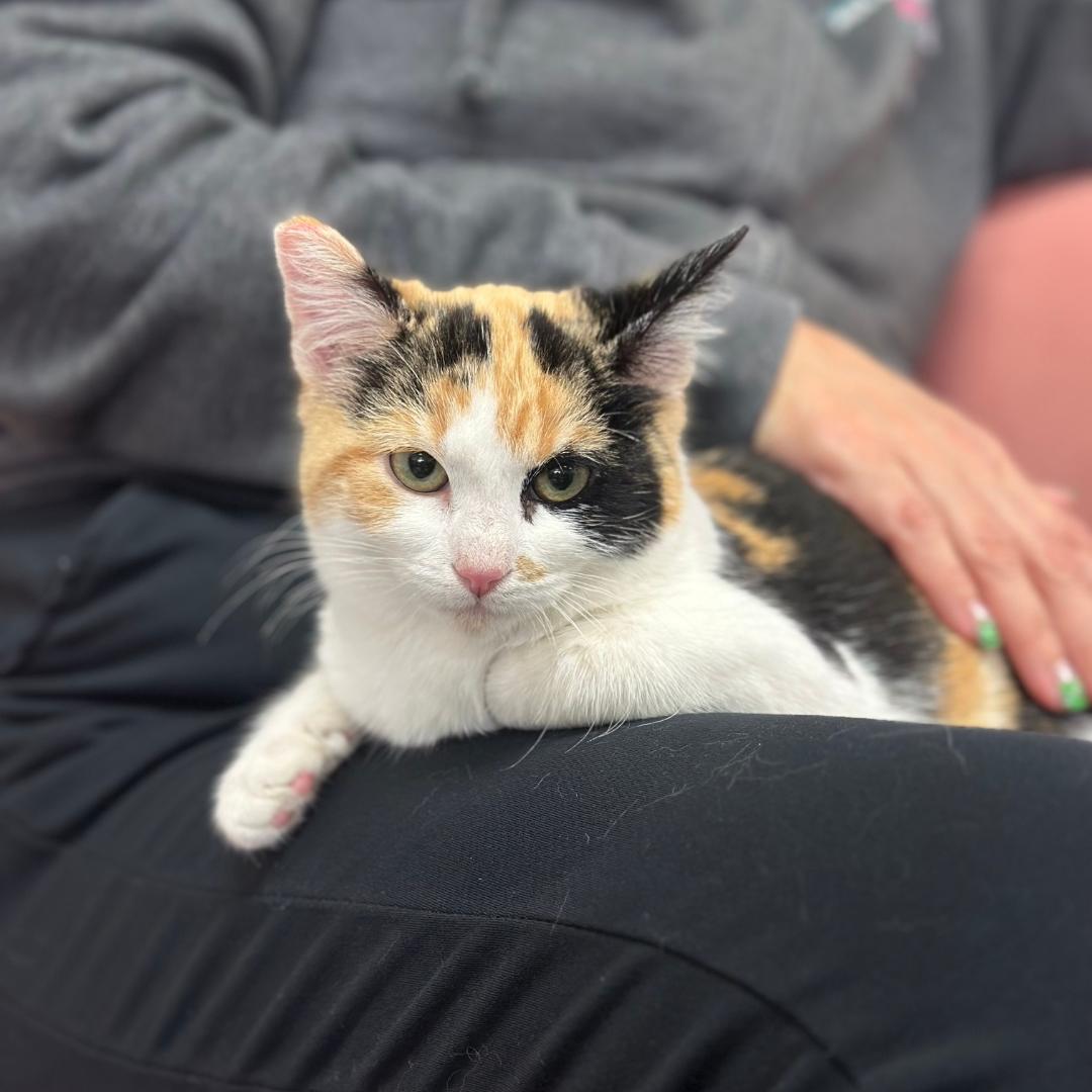 Enlarge Conchetta, an adopted Calico in Morgan Hill, CA image 2/5