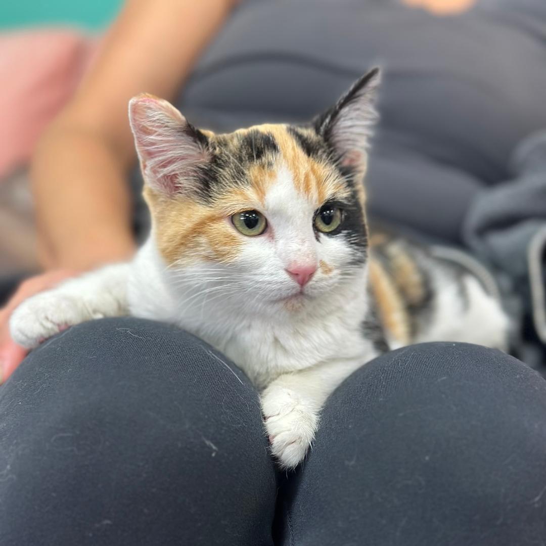 Enlarge Conchetta, an adopted Calico in Morgan Hill, CA image 4/5