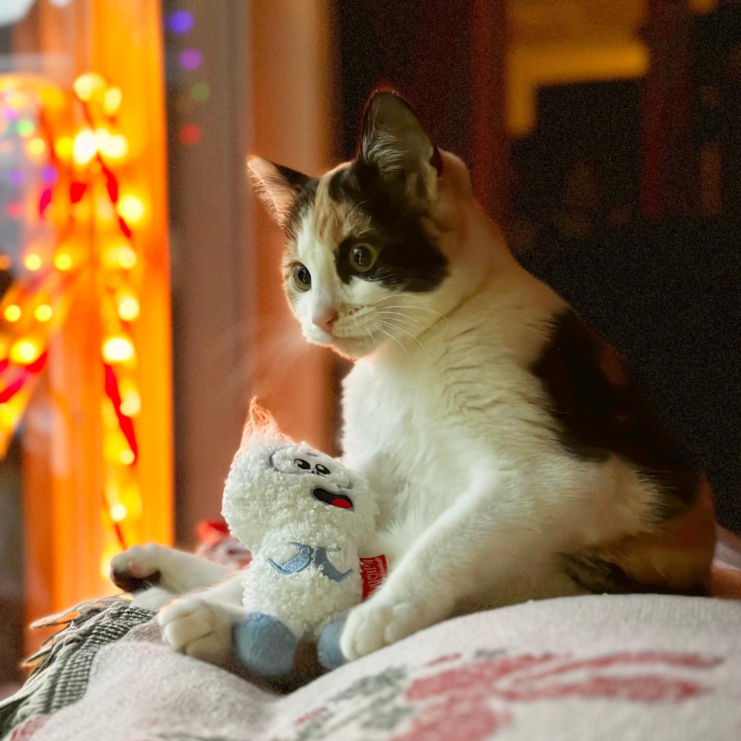 Enlarge Conchetta, an adopted Calico in Morgan Hill, CA image 5/5