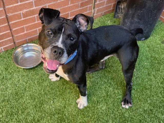 Enlarge CHEERIO, a Adoptable Boxer in Toledo, OH image 1/1