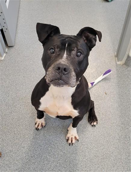 Enlarge CHEERIO, a Adoptable Boxer in Toledo, OH image 1/1