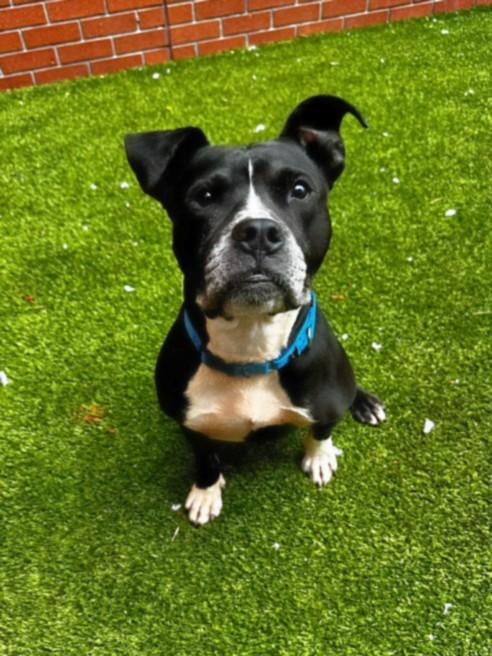 CHEERIO, Adoptable, Adult Male Boxer.