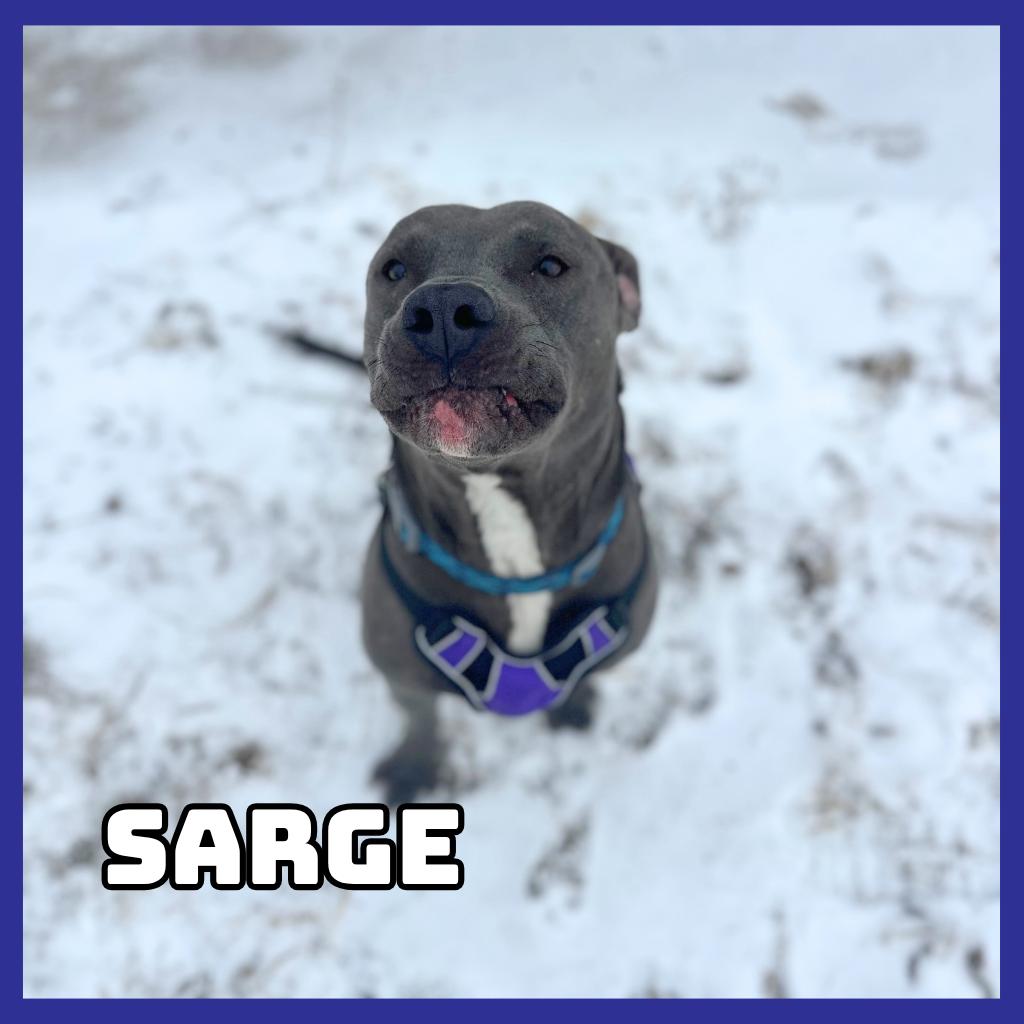 Enlarge Sarge, a Adoptable Pit Bull Terrier in Glenwood, MN image 1/4