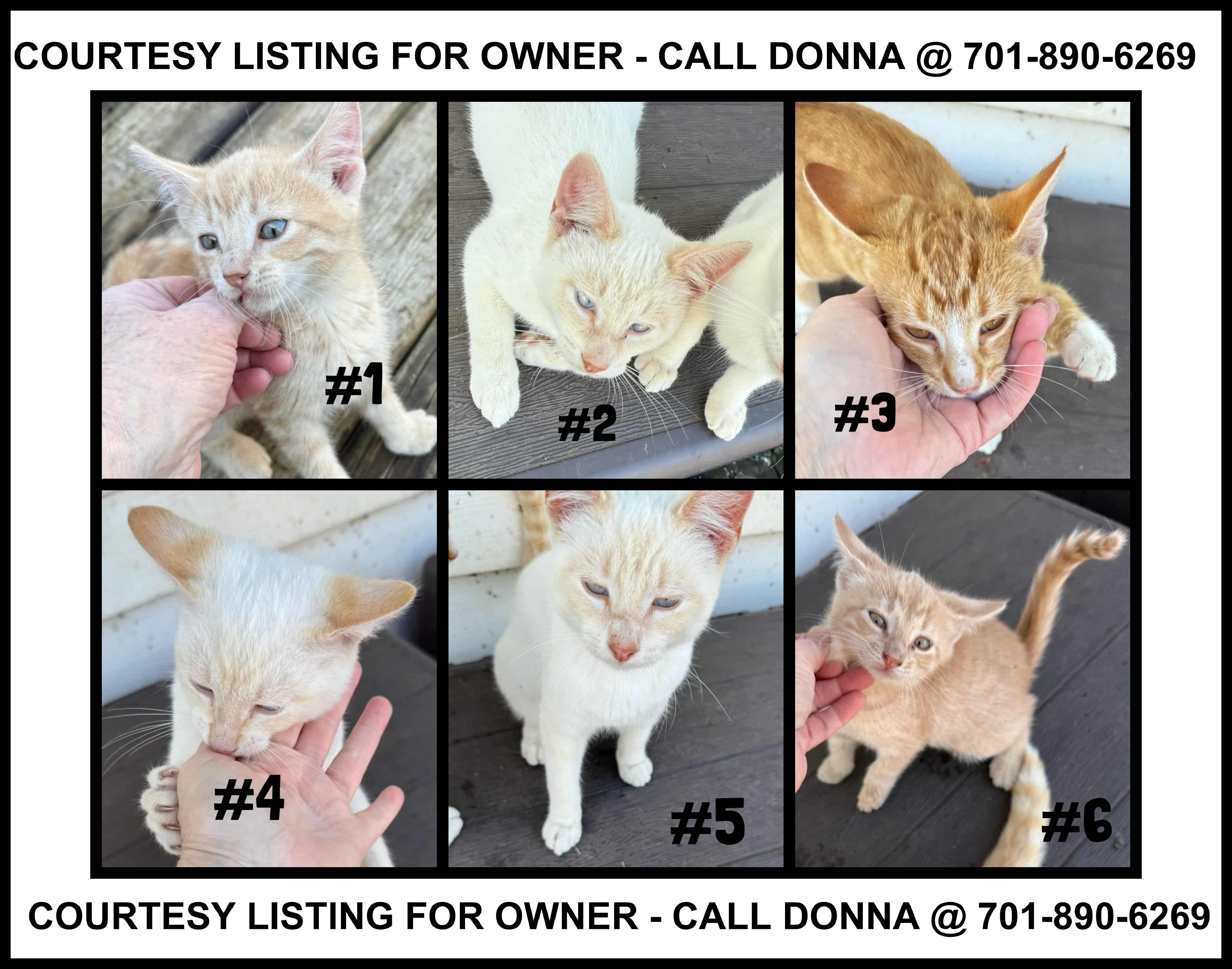 Six kittens - COURTESY LISTING FOR OWNER, Adoptable, Young Male Domestic Short Hair.