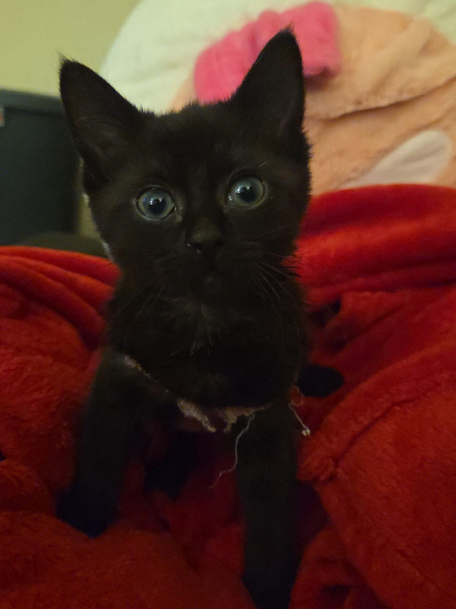 Periwinkle, adopted, Kitten Female American Shorthair.