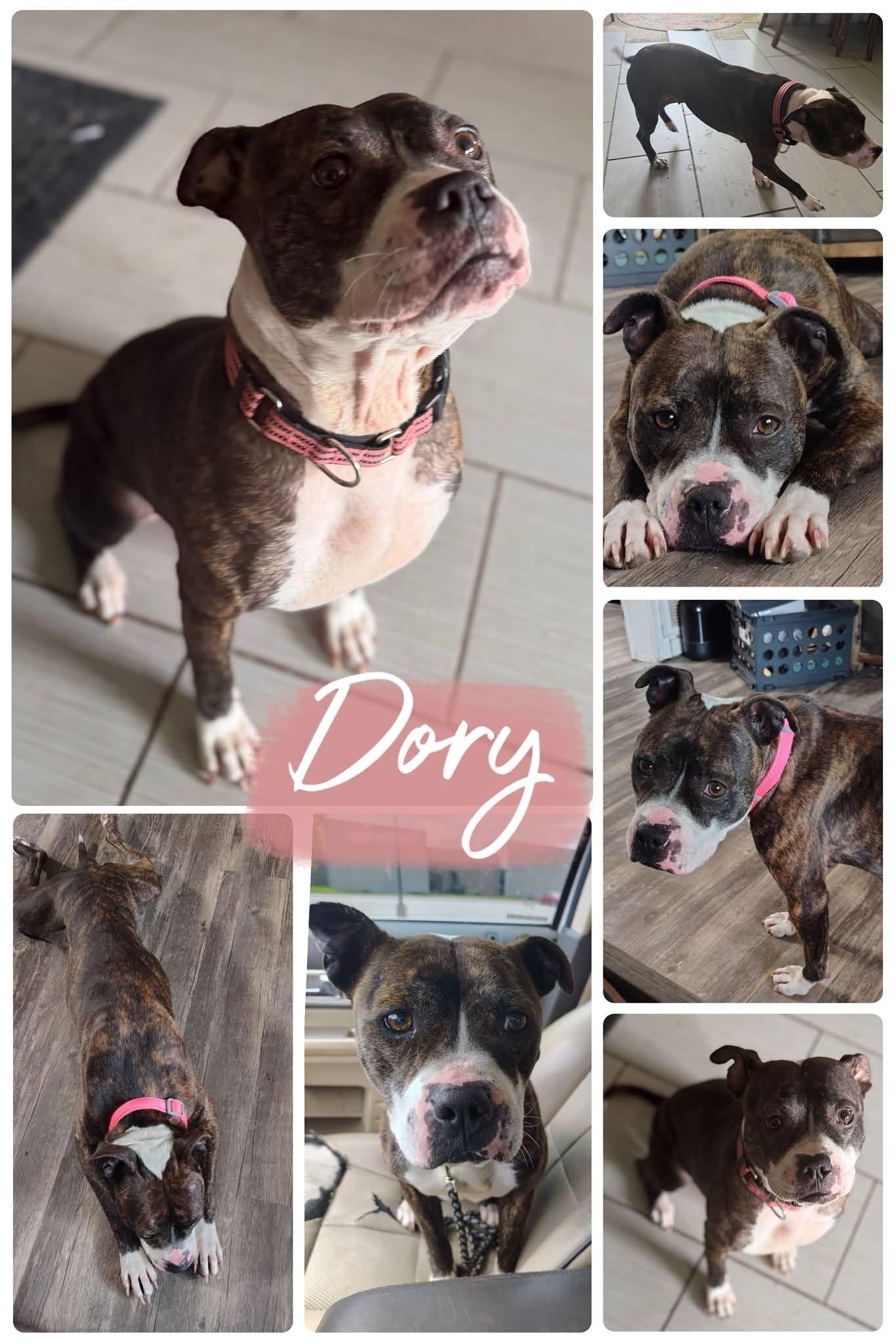 Dory, ADOPTABLE, Adult Female Pit Bull Terrier.