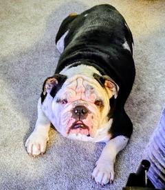 Enlarge Roscoe, an adopted English Bulldog in Longwood, FL image 4/4