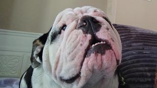 Enlarge Roscoe, an adopted English Bulldog in Longwood, FL image 2/4