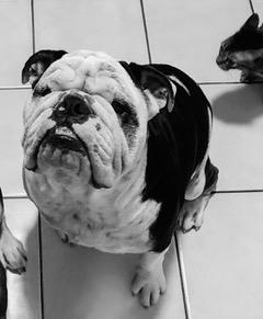 Enlarge Roscoe, an adopted English Bulldog in Longwood, FL image 3/4