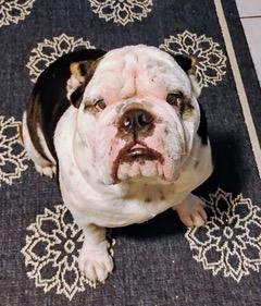 Roscoe, adopted, Adult Male English Bulldog.