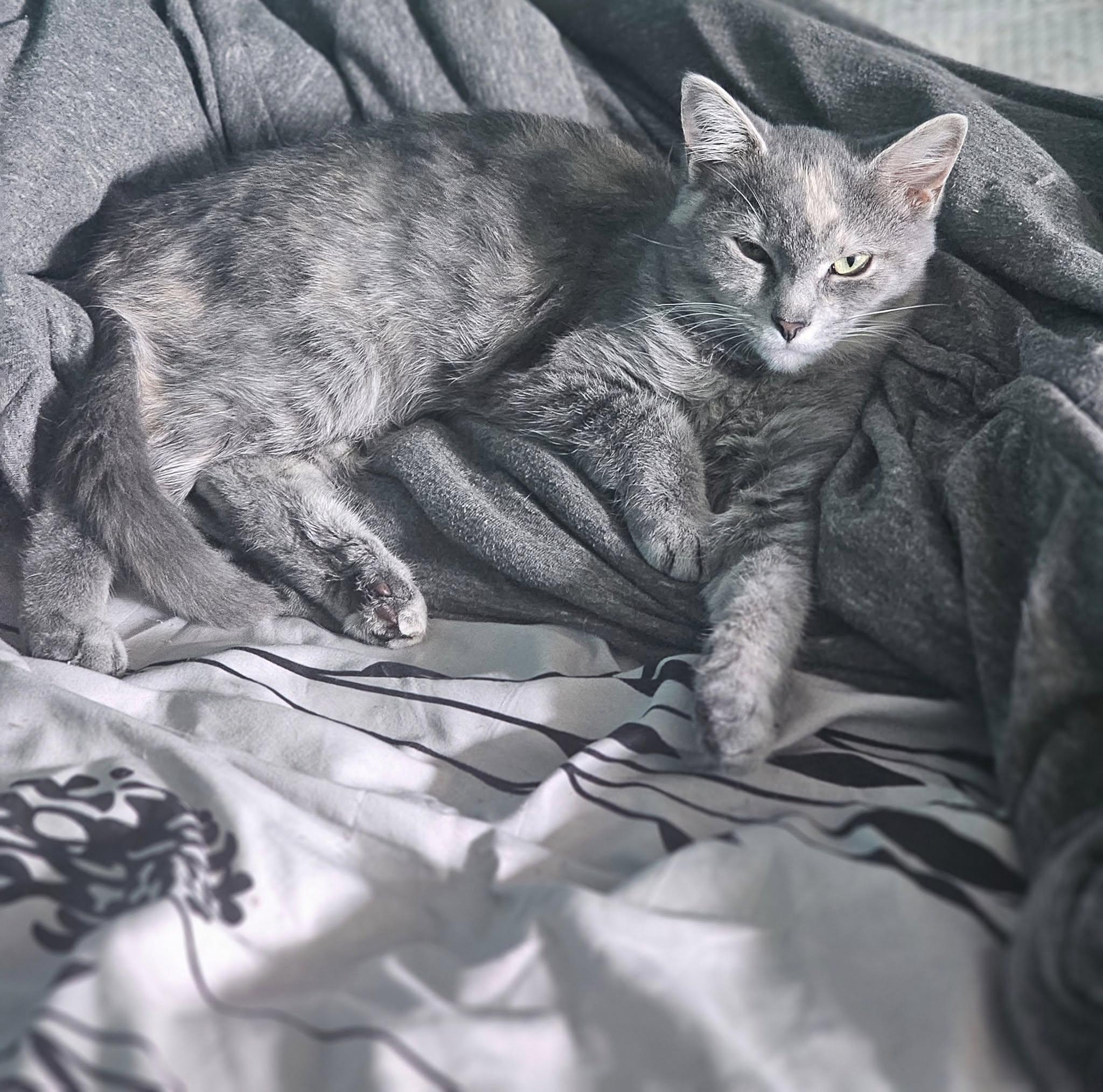 Enlarge Raja & Charlie, a Adoptable Domestic Short Hair in Spencerville, ON image 2/6