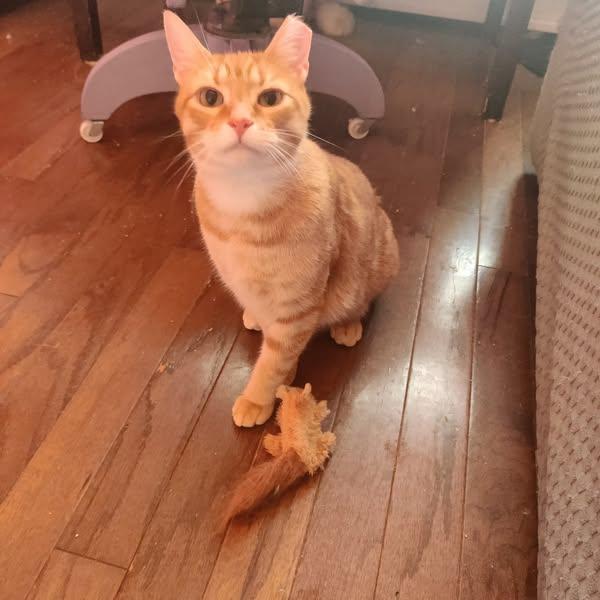 Enlarge Raja & Charlie, a Adoptable Domestic Short Hair in Spencerville, ON image 4/6