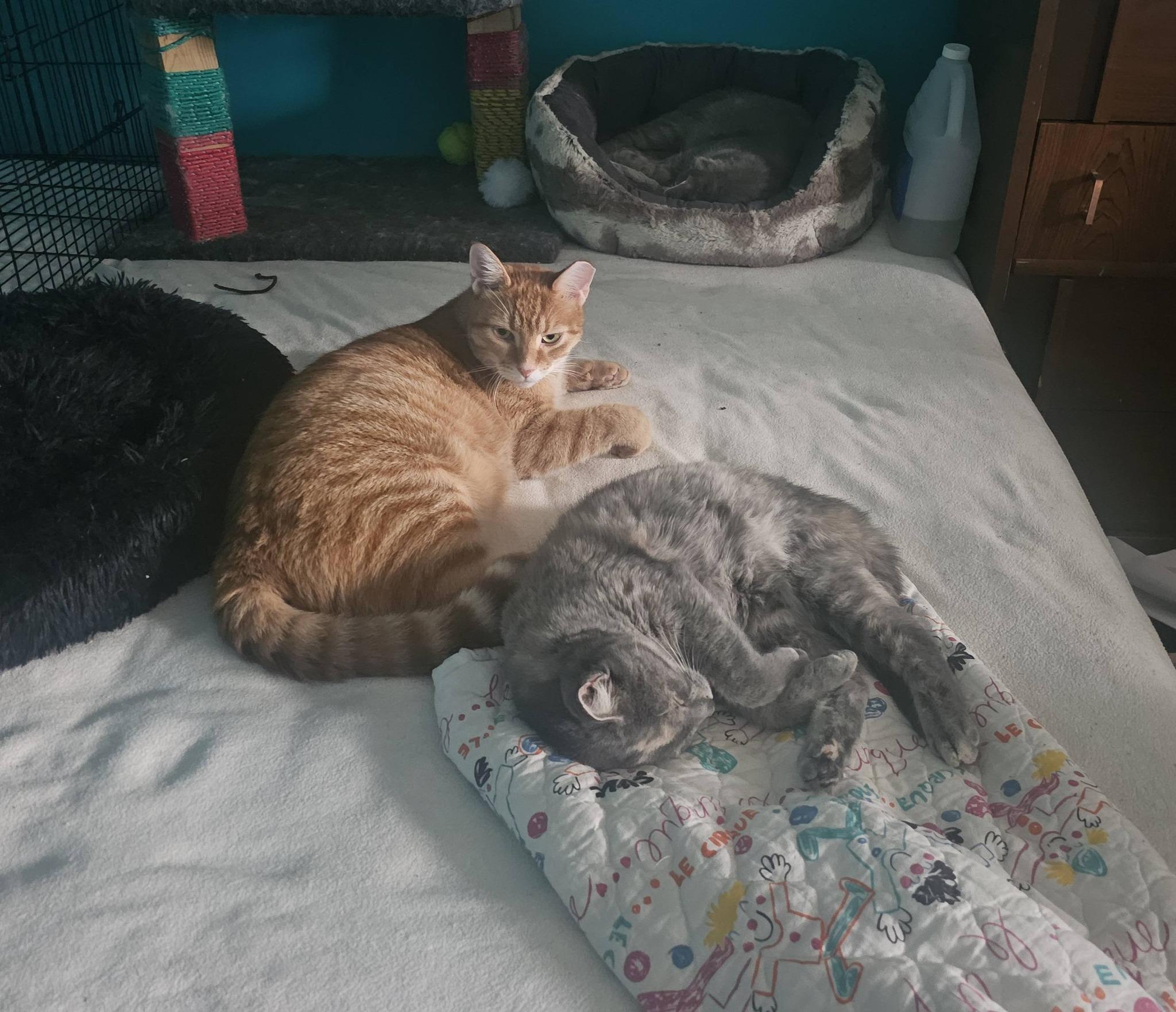 Enlarge Raja & Charlie, a Adoptable Domestic Short Hair in Spencerville, ON image 3/6