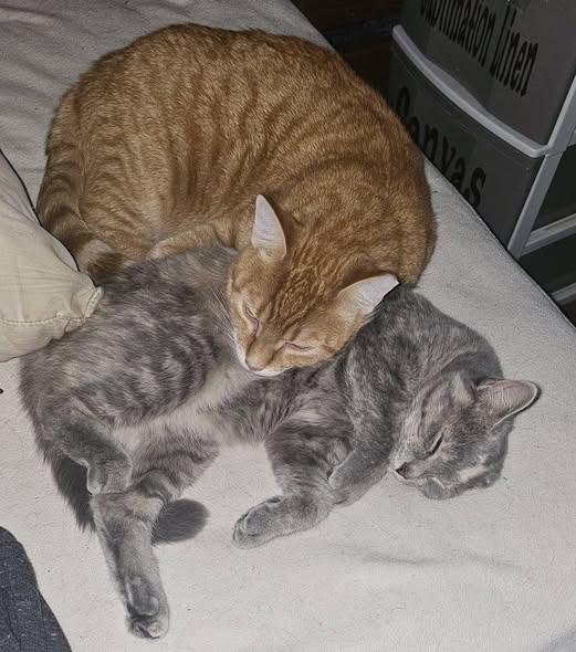 Enlarge Raja & Charlie, a Adoptable Domestic Short Hair in Spencerville, ON image 1/6