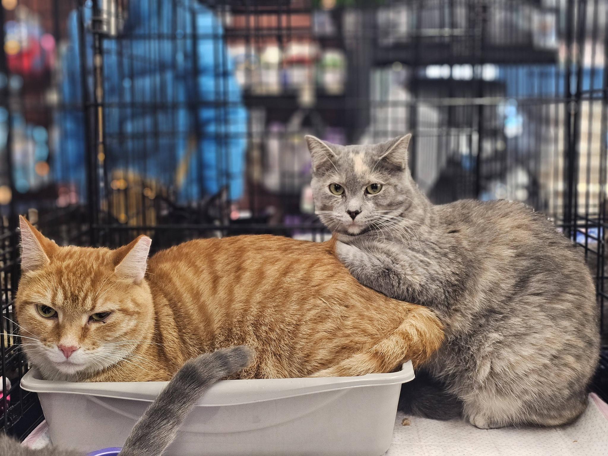 Enlarge Raja & Charlie, a Adoptable Domestic Short Hair in Spencerville, ON image 5/6