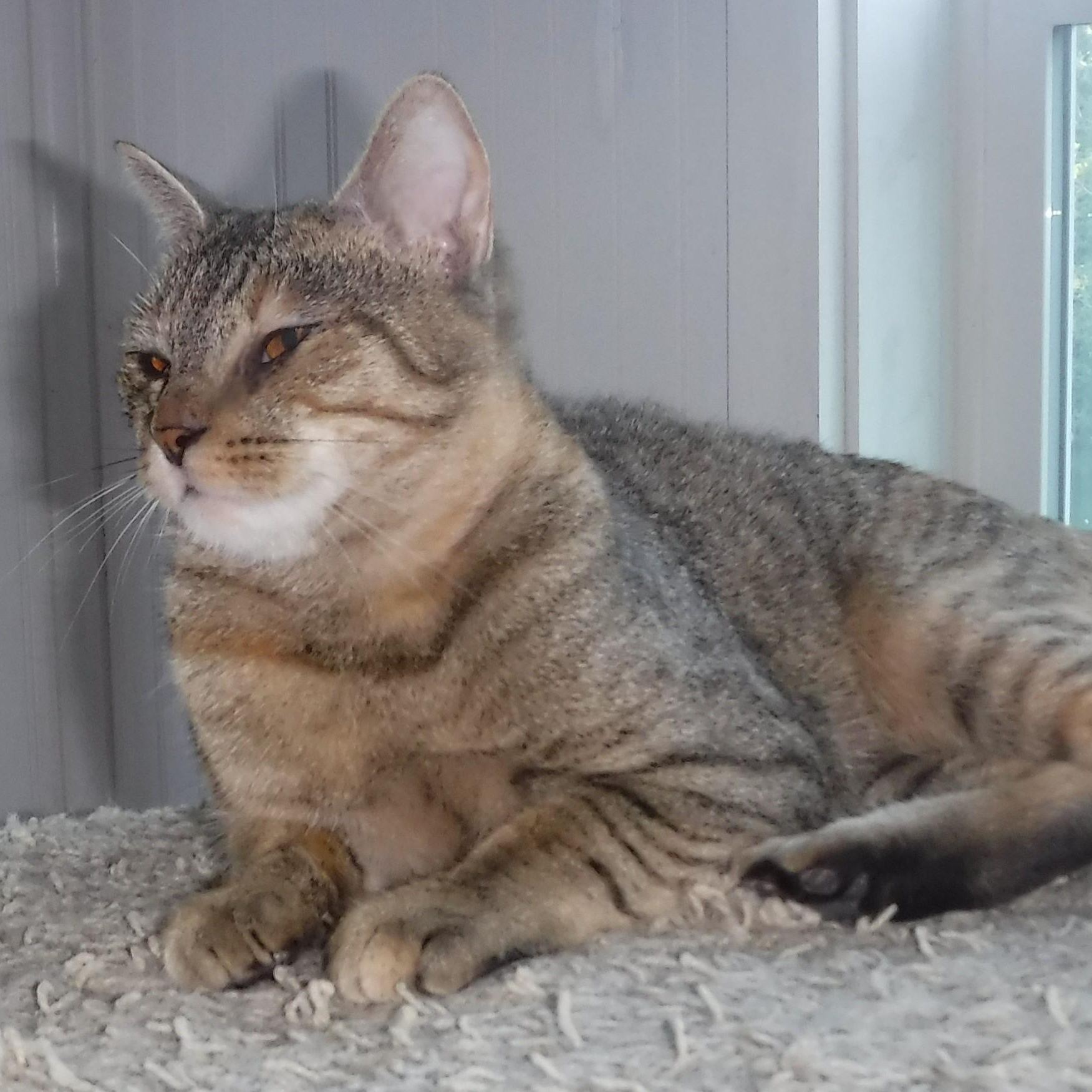 Janis - Timid but Loving, a ADOPTABLE Torbie in Hoquiam, WA image 1/6