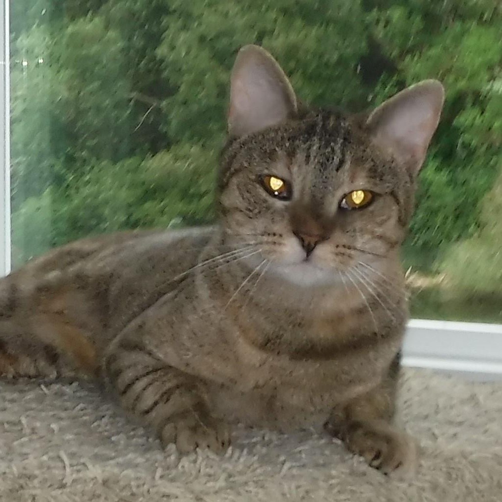 Janis - Timid but Loving, a ADOPTABLE Torbie in Hoquiam, WA image 4/6