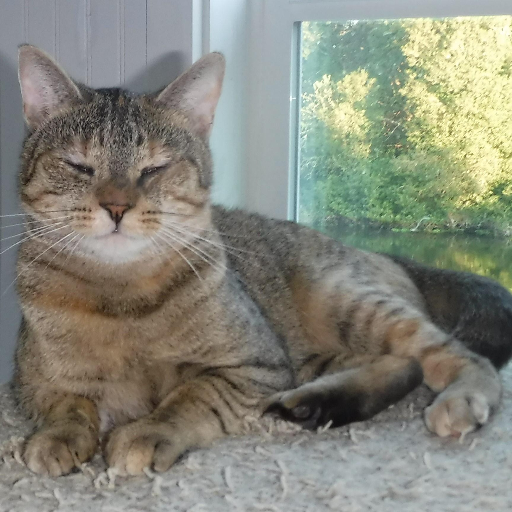 Janis - Timid but Loving, a ADOPTABLE Torbie in Hoquiam, WA image 3/6