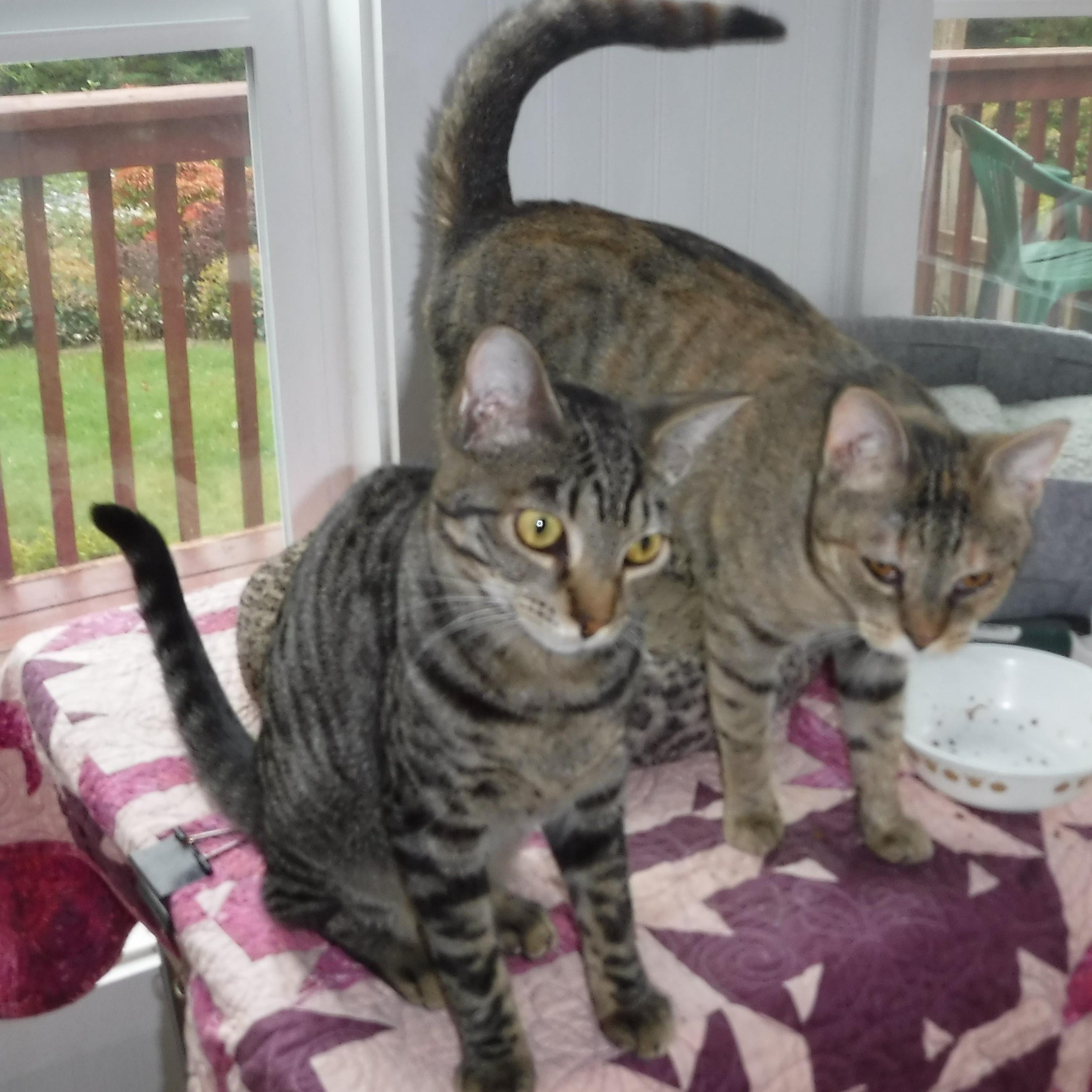Janis - Timid but Loving, a ADOPTABLE Torbie in Hoquiam, WA image 5/6