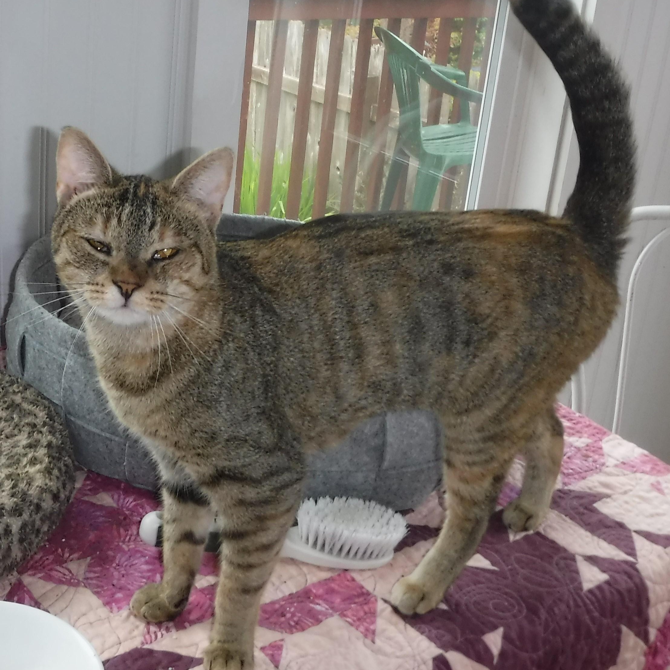 Janis - Timid but Loving, a ADOPTABLE Torbie in Hoquiam, WA image 2/6