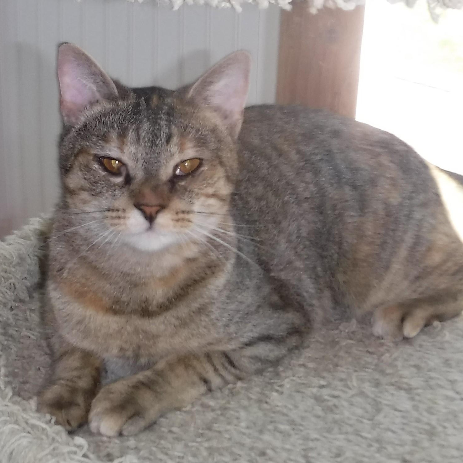 Janis - Timid but Loving, a ADOPTABLE Torbie in Hoquiam, WA image 6/6