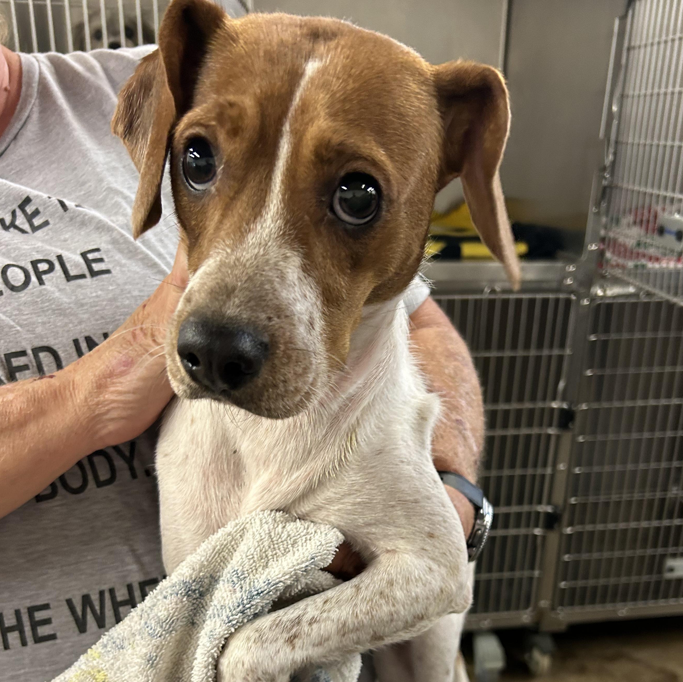 Marilyn, Adoptable, Young Female Beagle.
