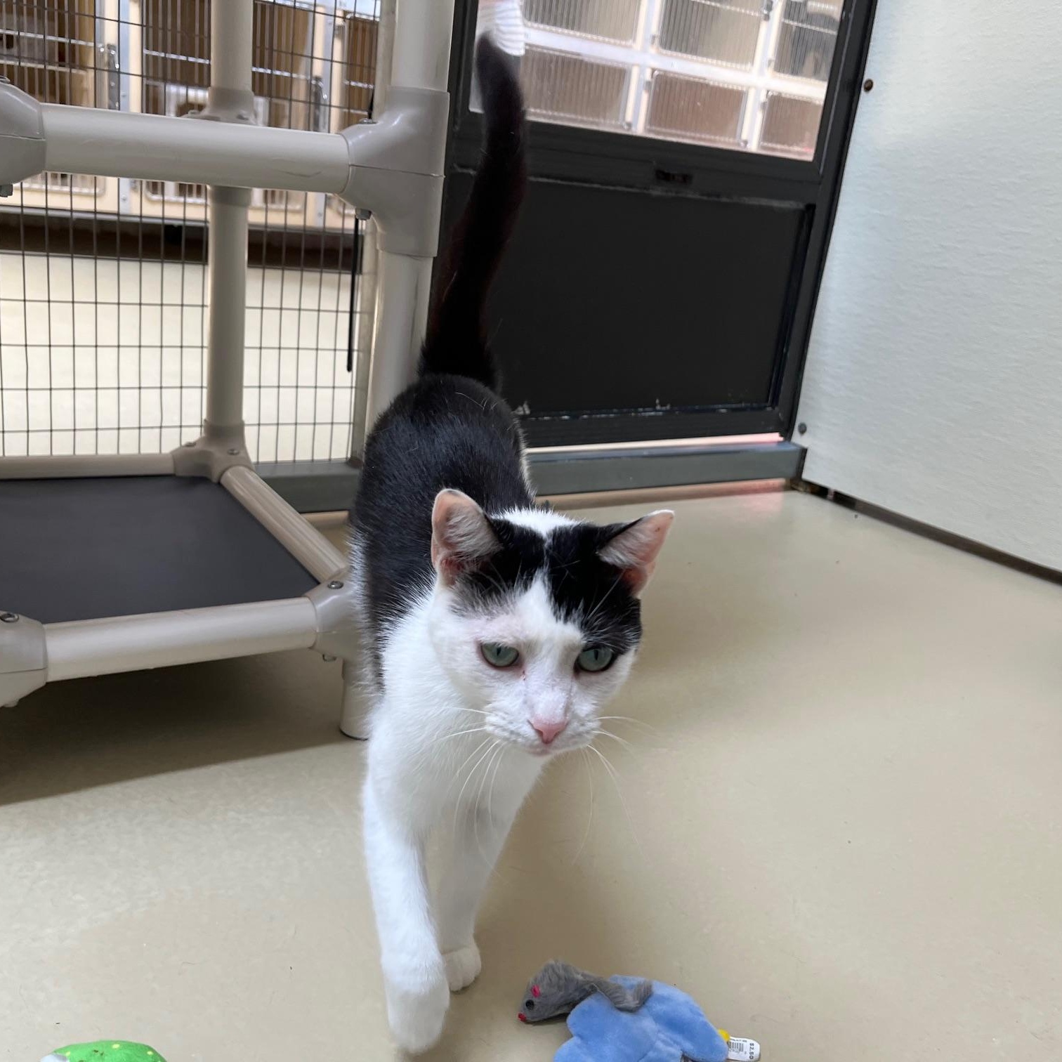 Cavalier, a Adoptable Tabby in Clarksville, VA image 2/6