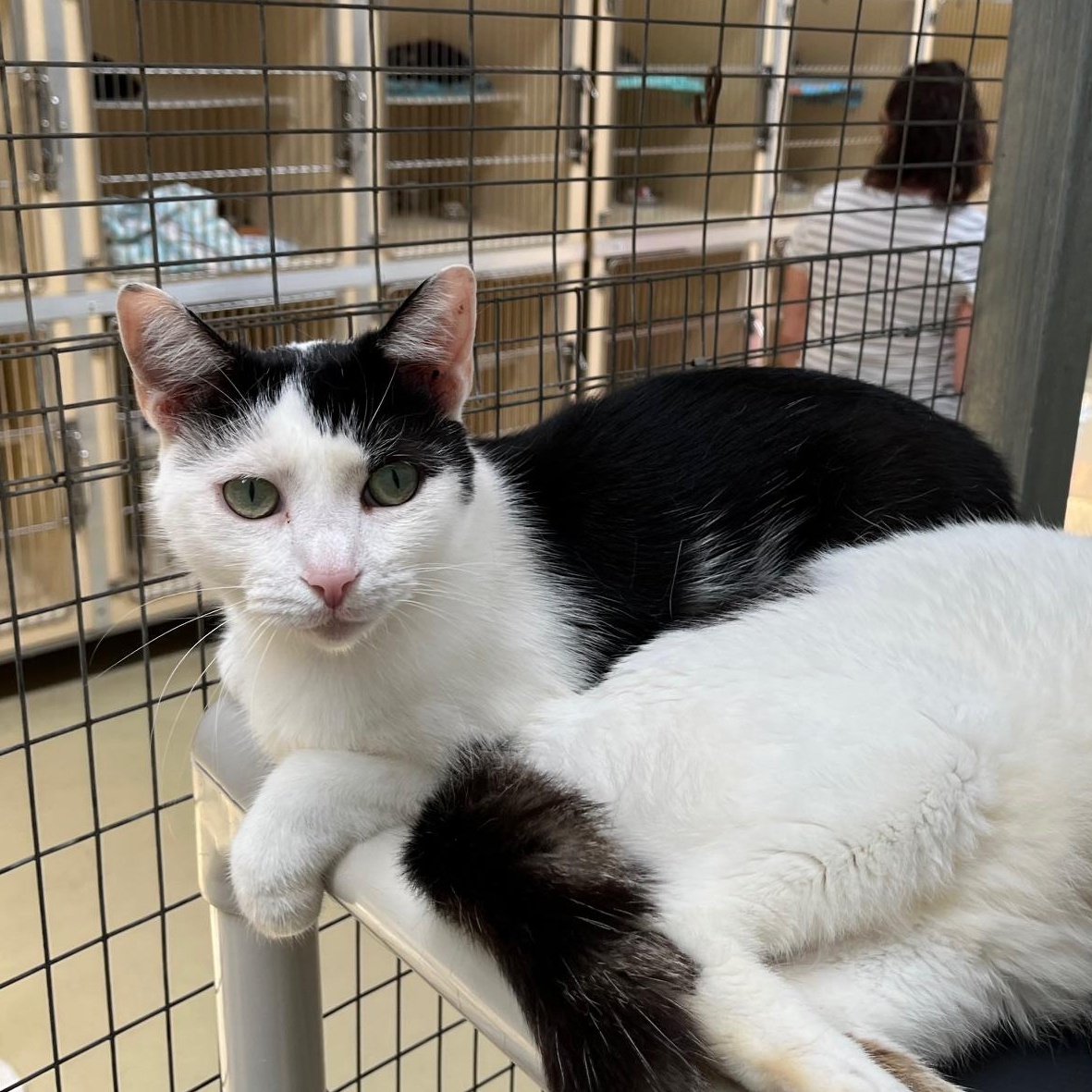 Cavalier, a Adoptable Tabby in Clarksville, VA image 1/6
