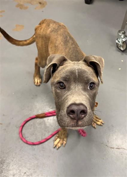 FINNEGAN, Adoptable, Young Male Pit Bull Terrier.