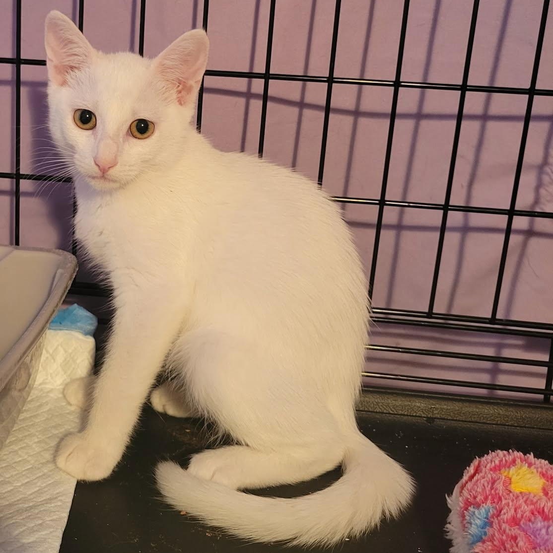 Snow, Adopted, Kitten Female Domestic Short Hair.