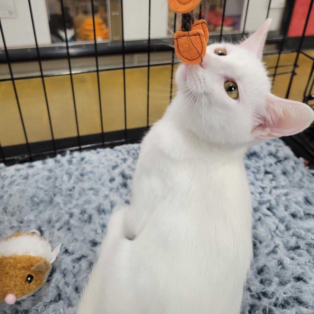 Enlarge Snow, a Adopted Domestic Short Hair in Riverside, CA image 2/2