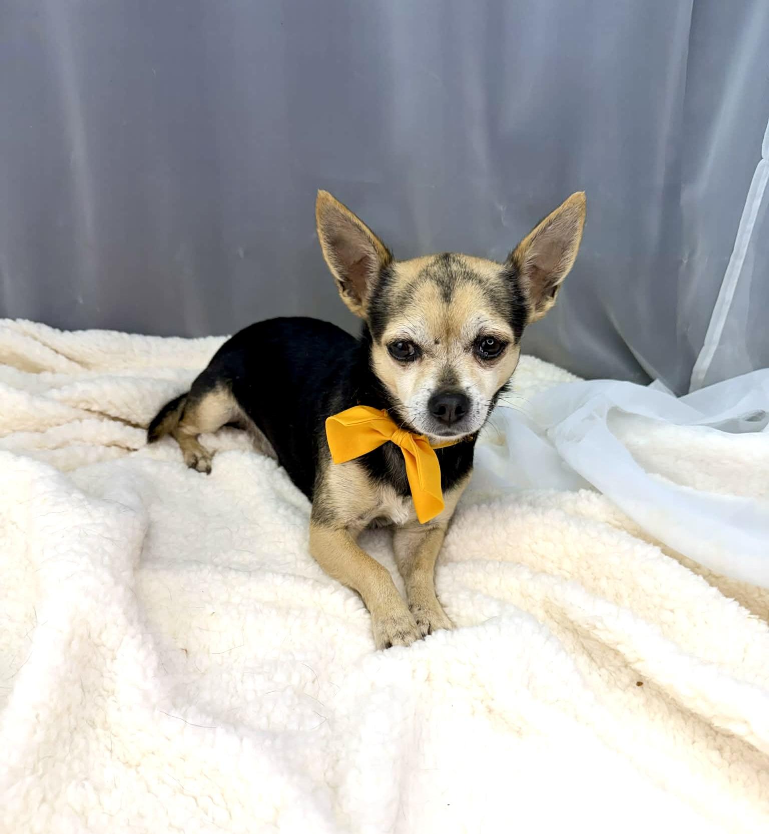 Enlarge Tapatio, a Adoptable Chihuahua in Southfield , MI image 6/6