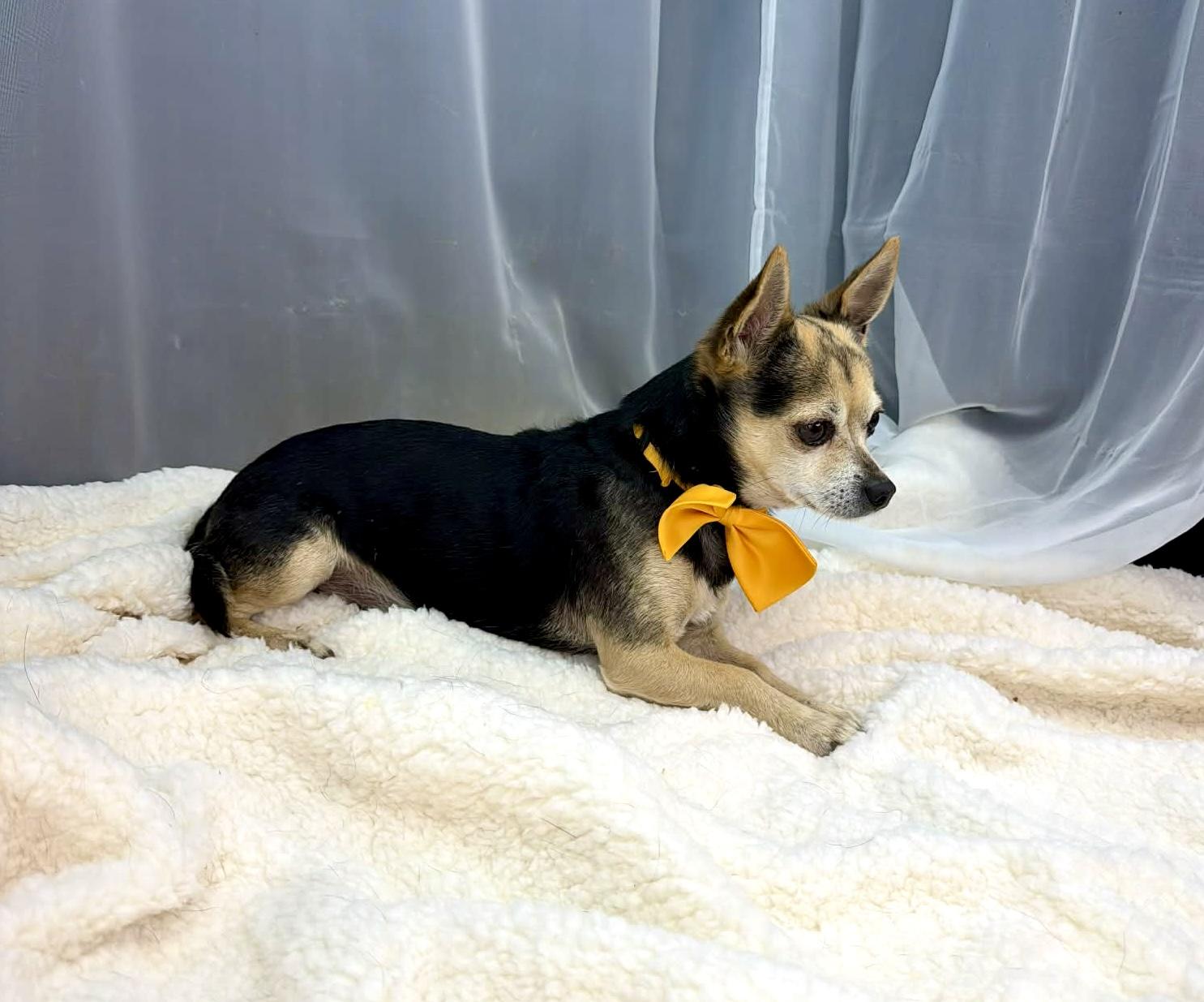 Enlarge Tapatio, a Adoptable Chihuahua in Southfield , MI image 2/6