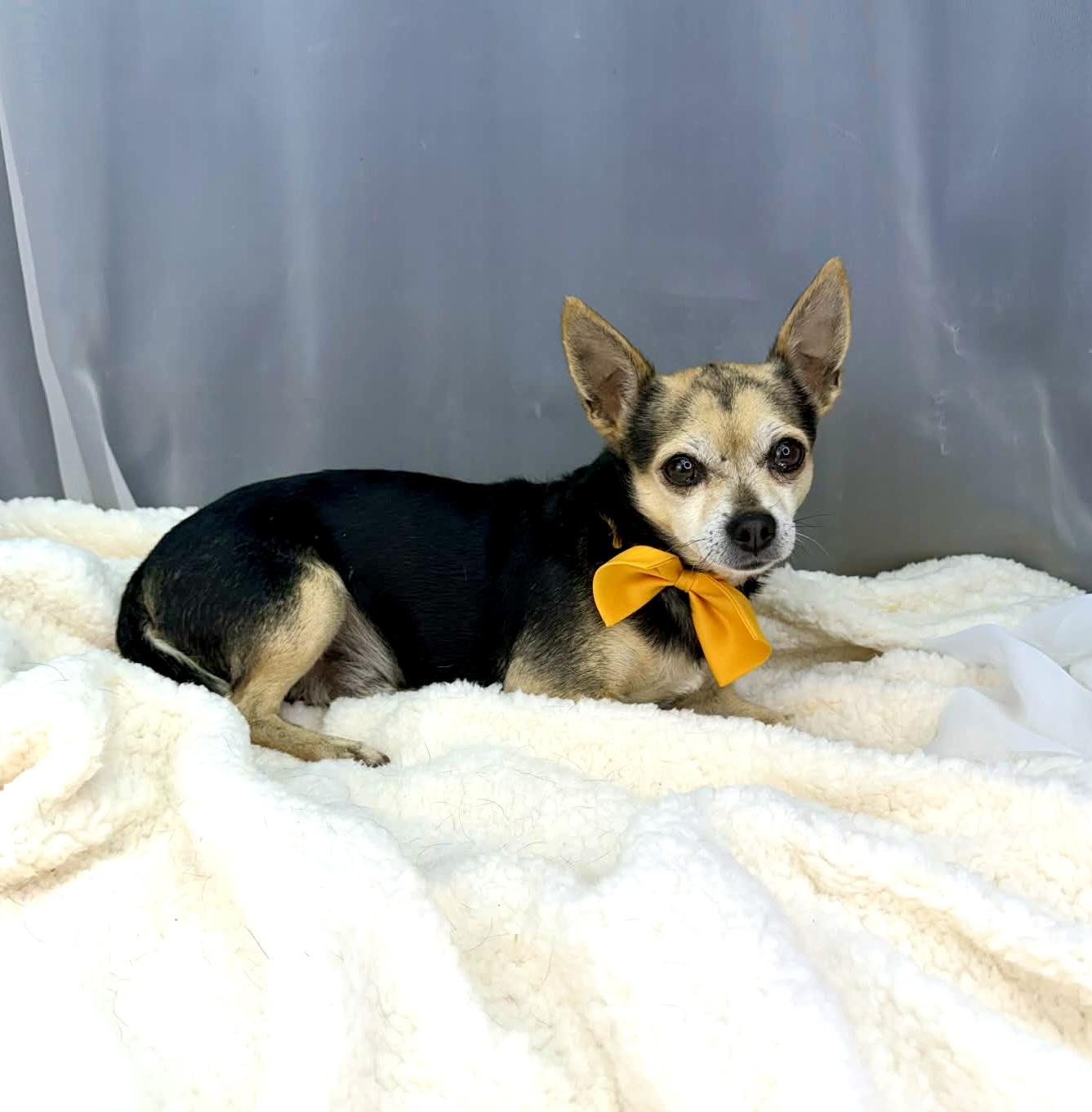 Enlarge Tapatio, a Adoptable Chihuahua in Southfield , MI image 5/6