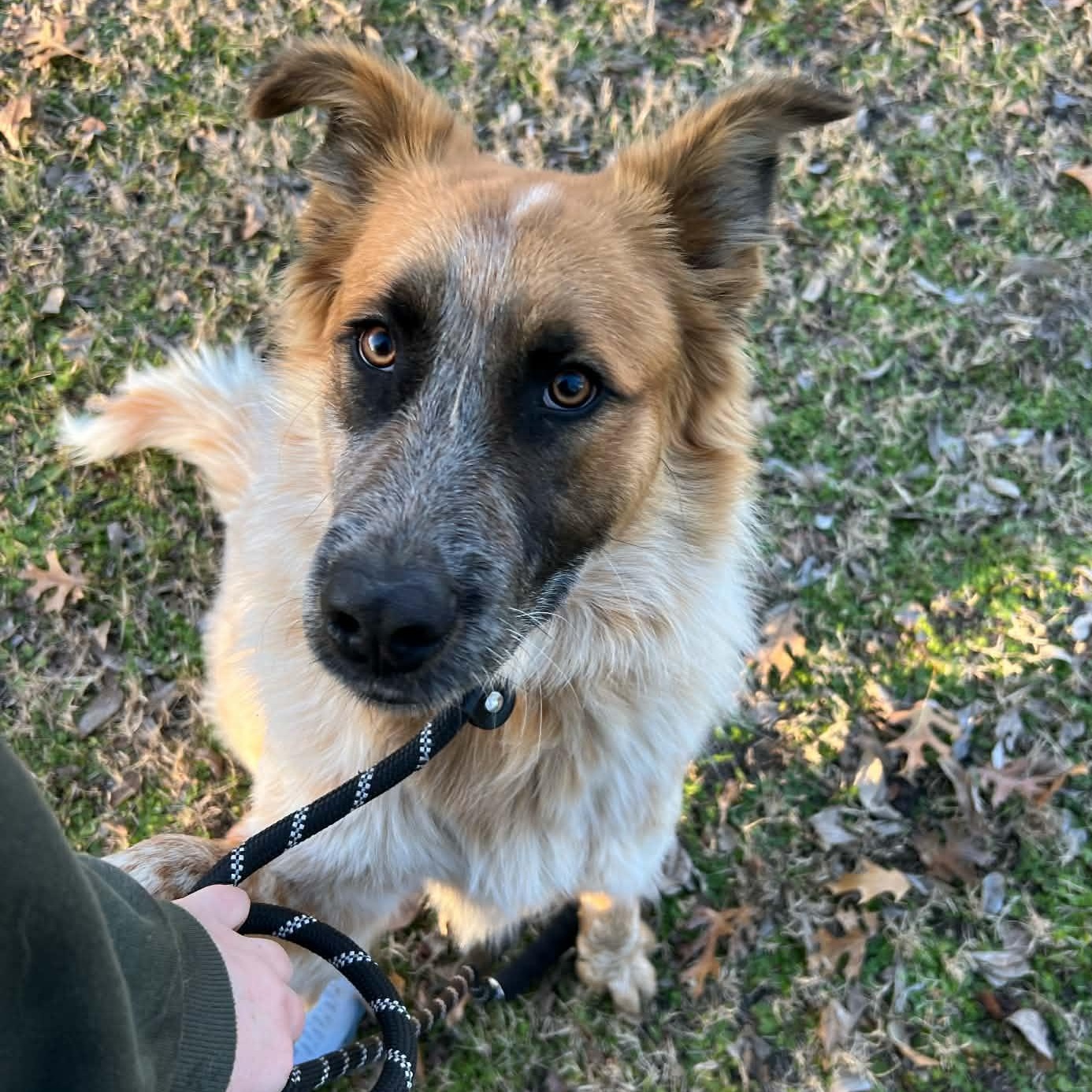Chiff, Adoptable, Adult Male Australian Shepherd & Cattle Dog.