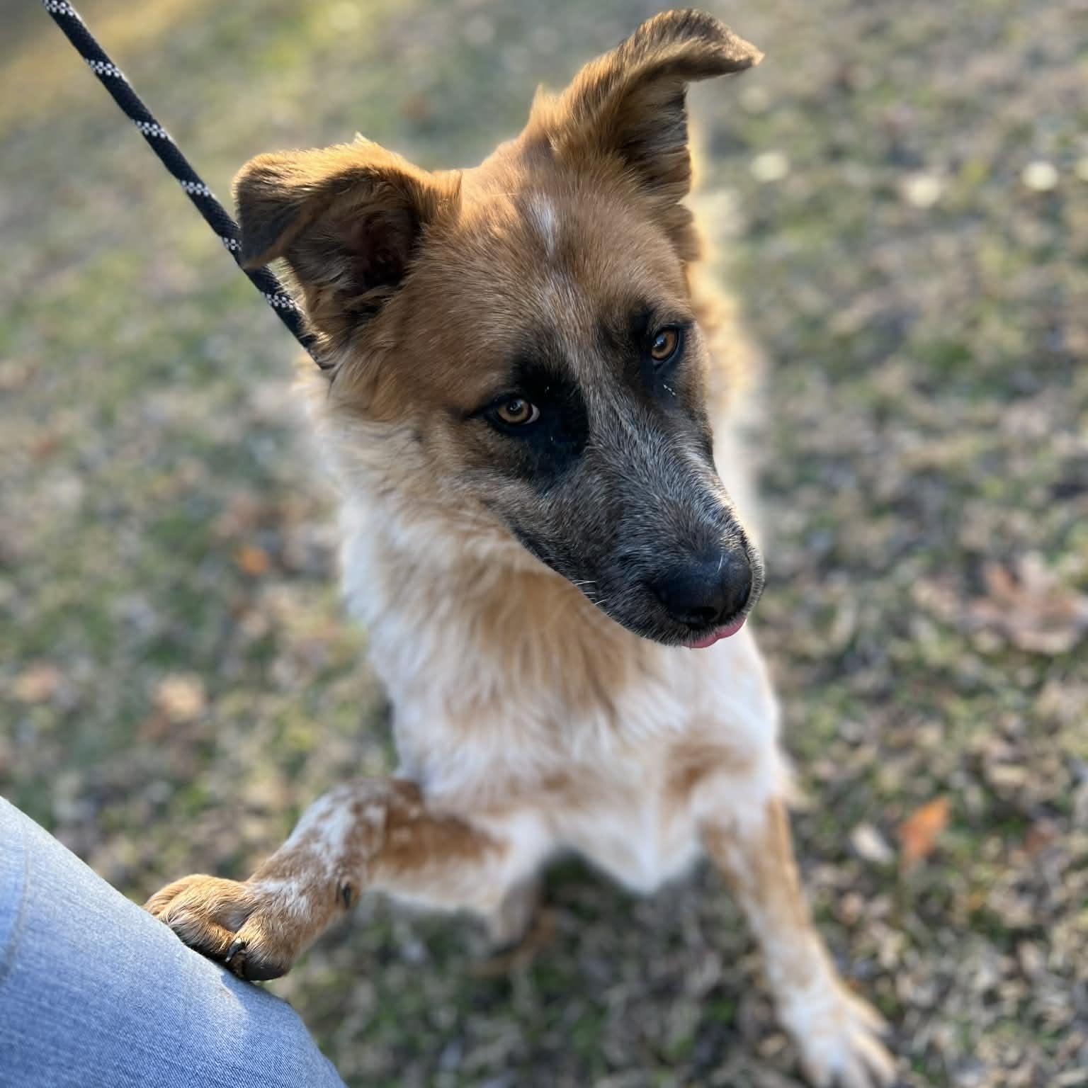 Enlarge Chiff, a Adoptable mixed breed in Sherman, TX image 2/2