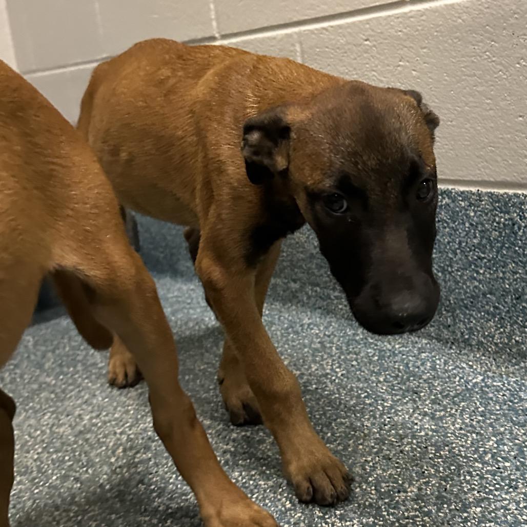 Darth Vader, Adoptable, Puppy Male Belgian Shepherd / Malinois.