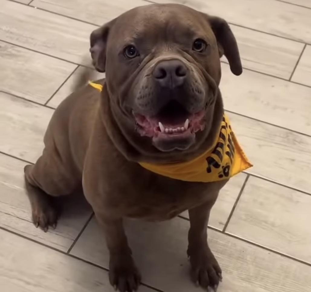 Adopt me! I'm Franki  , ADOPTABLE, Young Male Boxer & American Staffordshire Terrier.