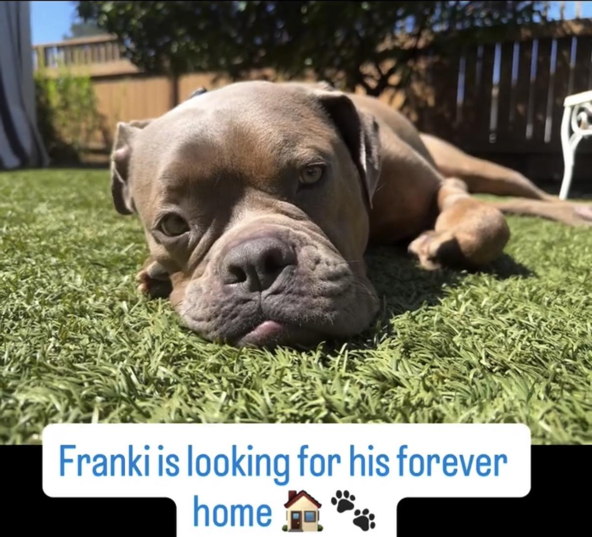 Enlarge Adopt me! I'm Franki  , a ADOPTABLE mixed breed in encinitas, CA image 5/6
