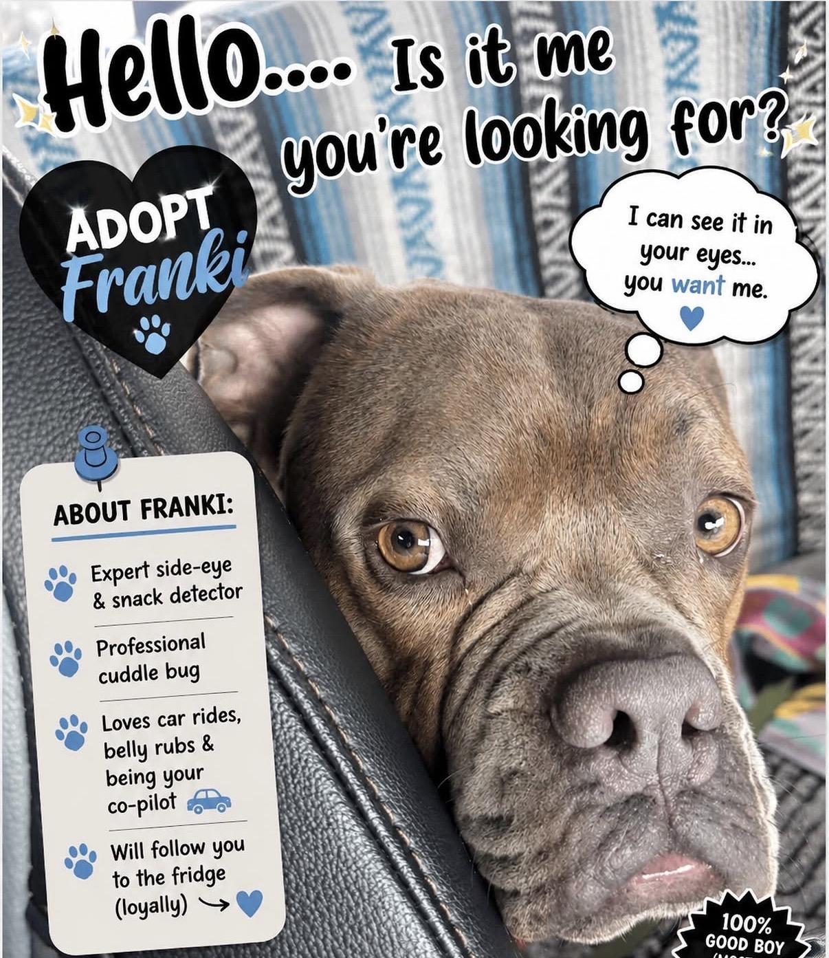 Enlarge Adopt me! I'm Franki  , a ADOPTABLE mixed breed in encinitas, CA image 4/6