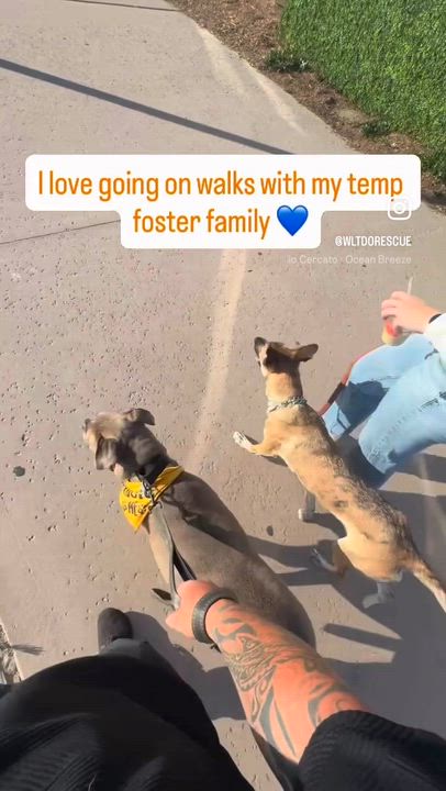 Enlarge Adopt me! I'm Franki  , a ADOPTABLE mixed breed in encinitas, CA video 2/6